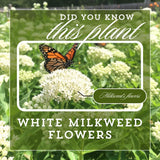 2 White Milkweed Live Plants, Asclepias Tuberosa, 4-6 Inch Tall