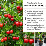 Barbados Cherry Tree Live Plant, Barbados Cherry Tree, 4-7 Inch Tall