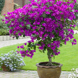 2 Deep Purple Bougainvillea Live Plants, Flowering Vine, 4-7 Inch Tall