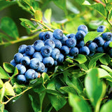 2 Jewel Blueberry Plants Live, Sweet Berry Shrub, 4-6 Inch Tall