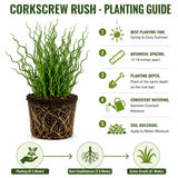 Live Corkscrew Rush Spiralis Plant, Hardy Garden Plant, 4 Inch Pot