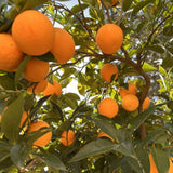 Red Navel Orange Live Tree in 1 Gallon Pot, 24–30 Inch Tall