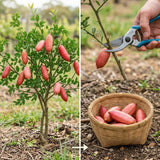 Pink Finger Lime Tree Live Plant, Citrus Plant, 1-2 Ft Tall, 3 Gallon Pot