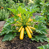 2 Yellow Live Zucchini Plants, Vegetable Plant, 4-6 Inch Tall, 4 Inch Pot