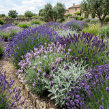2 Mixed Lavender Plants Live, Patio Container Herb, 4-6 Inch Tall