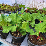 2 Rhubarb Live Plants, Patio Container Plant, 3-5 Inch Tall