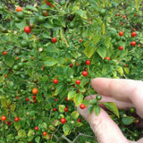 Red Chiltepin Pepper Plants Live, 4-7 Inch Tall, 4 Inch Pot