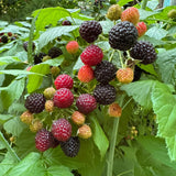 2 Osage Blackberries Plant Live, Sweet Fruit, 4-7 Inch Tall