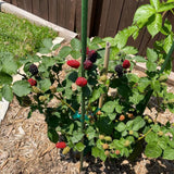 2 Large Black Berry Plants, Blackberries Bush, 4-6 Inch Tall