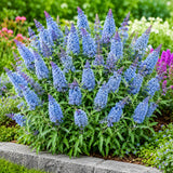 Light Blue Butterfly Bush Plant, Fragrant Buddleia for Planting, 5-9" Tall