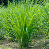 2 Lemongrass Herb Live Plants, Fragrant Herb Plant, 7-10 Inch Tall