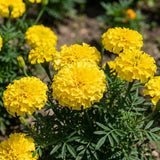 Yellow African Marigold Flower Live Plant, 5-7 Inch Tall, 4 Inch Pot