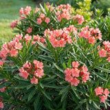 Set 2 Dwarf Oleander Plants Live, Oleander Plant, 4-6 Inc Tall