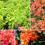 2 Orange Bougainvillea Plants Live, Outdoor Garden Plant, 4-6 Inch Tall