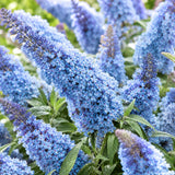 Light Blue Butterfly Bush Plant, Fragrant Buddleia for Planting, 5-9" Tall