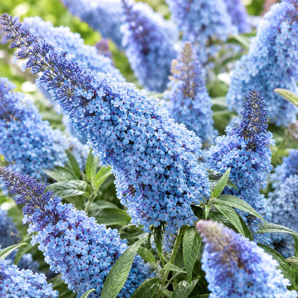 Light Blue Butterfly Bush Plant, Fragrant Buddleia for Planting, 5-9" Tall
