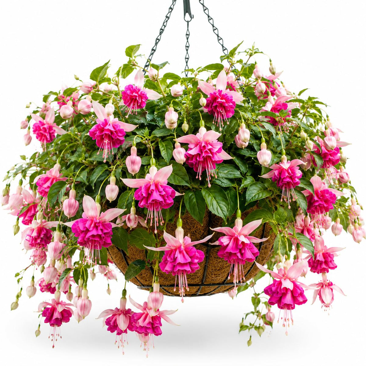 Double Pink Fuchsia Plant Live in 5'' Pot, Hanging Fuchsia Flowers Bush Shrub for Hanging Basket, Hardy Indoor Outdoor Flowering Plant, 4–8 Inch Tall Starter Plants