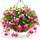 Double Pink Fuchsia Plant Live in 5'' Pot, Hanging Fuchsia Flowers Bush Shrub for Hanging Basket, Hardy Indoor Outdoor Flowering Plant, 4–8 Inch Tall Starter Plants