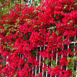 Red Bougainvillea Plant Live, Tropical Climbing Vine, 4 Inch Tall