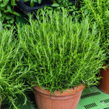 Rosemary Live Plant, Indoor Outdoor Herb Plant, 5-7 Inch Tall, 4 Inch Pot