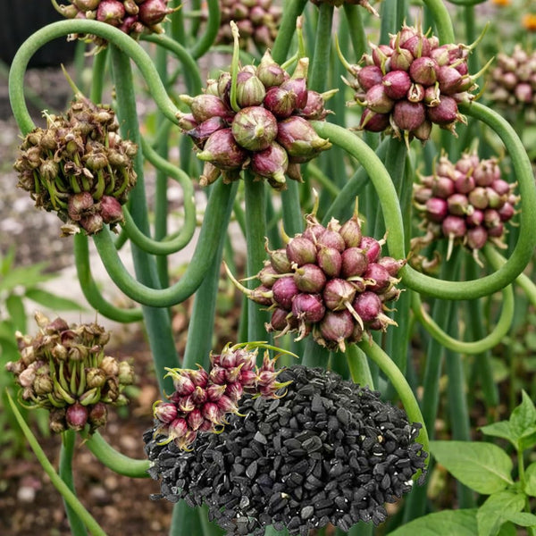 100 Heirloom Egyptian Walking Onion Seeds, Home Garden Plant