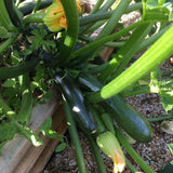 Green Zucchini Plant Live 4-6 Inch Tall, 2 Plant Per Pot