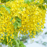 3 Yellow Cassia Live Plants, Patio Garden Tree, 4-7 Inch Tall