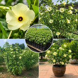 2 Hardy Light Yellow Hibiscus Plant Live, Tropical Flower Shrub, 4-6" Tall