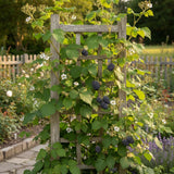 2 High Yields Black Berry Plants, Blackberries Bush, 4-6 Inch Tall
