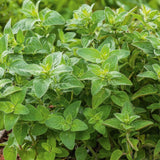 Set 3 Greek Oregano Live Plant 4-6" Tall