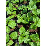 Red Pepper Chili Live Plant, 4-7 Inch Tall, 4 Inch Pot
