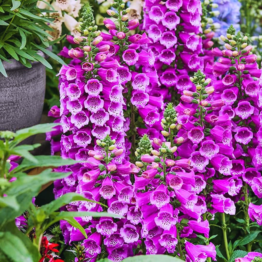 2 Purple Foxglove Live Plants, 2-6 Inch Tall, 3 Inch Pot
