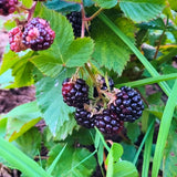 2 Triple Crown Black Berry Plants, Blackberries Bush, 4-6 Inch Tall
