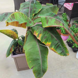 Zebrina Banana Tree Live Plant, Home Garden Plant, 4-6 Inch Tall