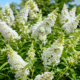 White Butterfly Bush Plant Live, Fragrant Buddleia for Planting, 5-9" Tall