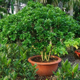 Sweet Bay Leaf Tree Plant Live, Bay Laurel Herb, 8-12 Inch Tall