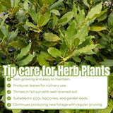 Bay Leaf Tree Live Plant 4 Inch