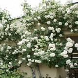 Climbing Rose Plant Live, Reblooming Rose Bush, 2-3 Inch Tall