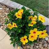 Pack 2 Bright Yellow Hibiscus Plant Live 3-6" Tall