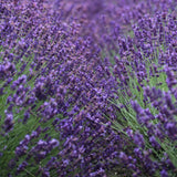 2 Lavender Live Plants, 4-6 Inch Tall