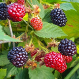 2 Sweet Large Black Berry Plants, Blackberries Bush, 4-6 Inch Tall