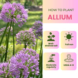 500 Purple Allium Seeds, Garden Plant