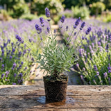 2 Provence Lavender Plants Live, Herb Plant, 4-6 Inch Tall