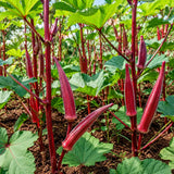 2 Red Okra Plants Live, Vegetable Start Plant for Home Garden, 4 Inc Pot