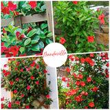 2 Red Mandevilla Live Plants, Mandevilla Live Plant, 4-6 Inch Tall