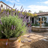 2 Creek Lavender Plants, Lavender Plants Live, 4-8 Inch Tall