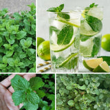 Set 2 Mojito Mint Live Plant, 3-7 Inch Tall
