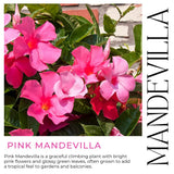 2 Pink Mandevilla Live Plants, Indoor Outdoor Plant, 4-6 Inch Tall