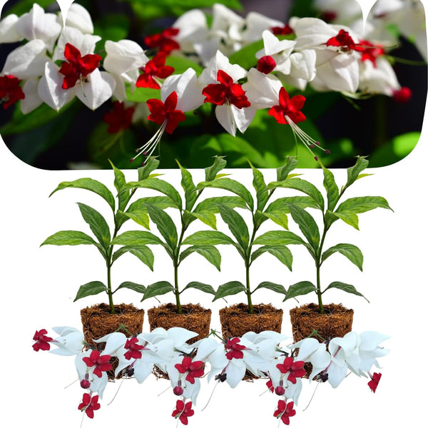 4 White Bleeding Heart Live Plants, Home Garden Plant, 4-6 Inch Tall
