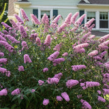 2 Pink Buddleia Live Plants, 5-9" Butterfly Bush for Outdoor Gardens